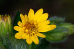 Soft goldenaster